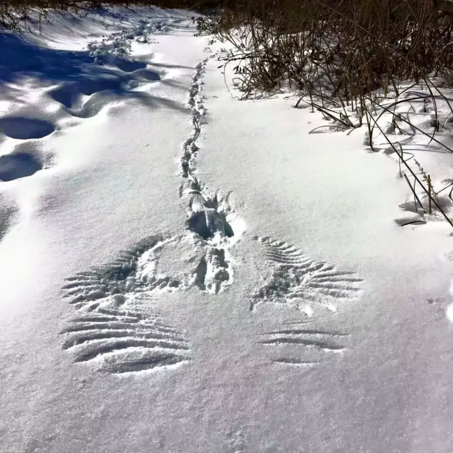 눈 위의 토끼 발자국.jpg -cboard