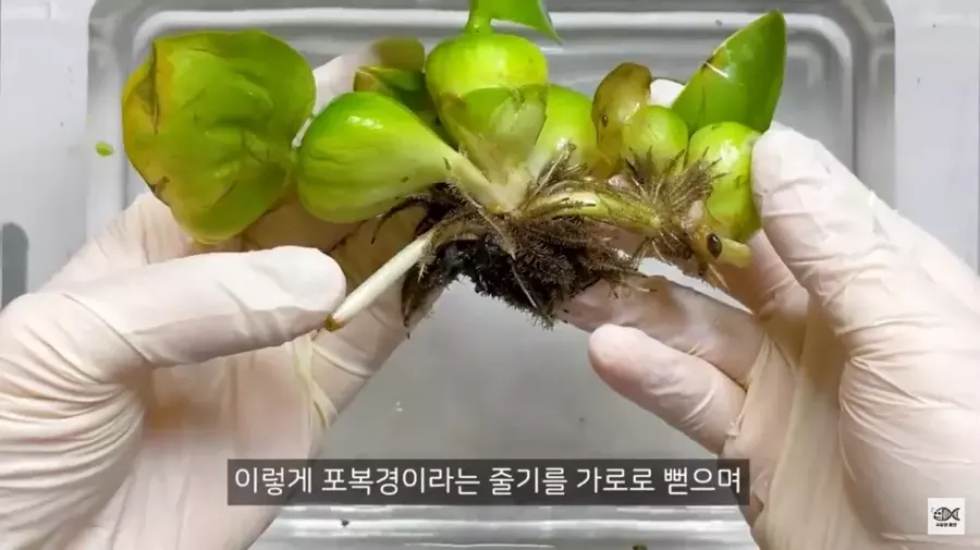 세계 10대 잡초중 하나인 매우 위험한 식물 -cboard